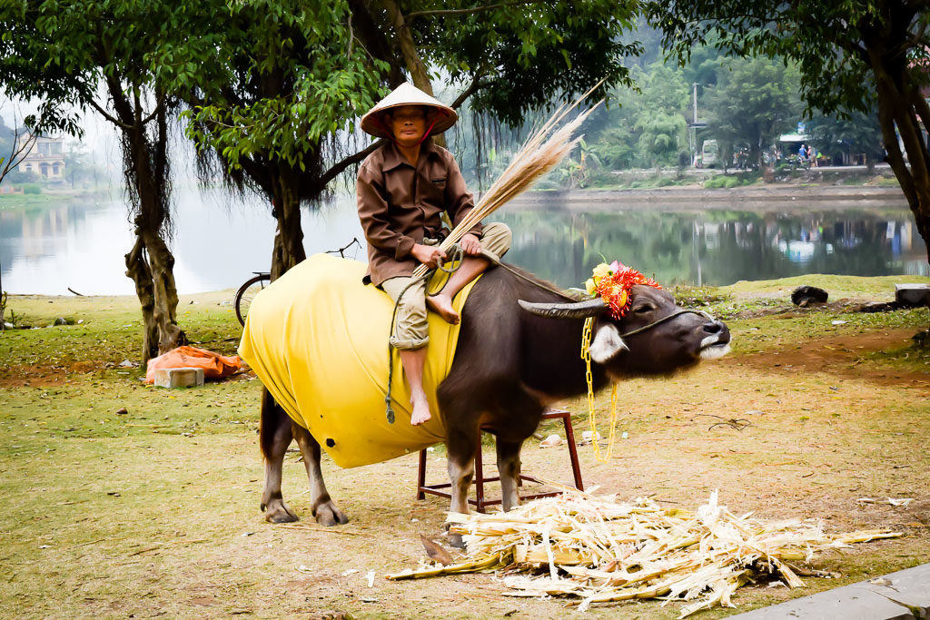 Water buffalo near the river Boat Cave Tour