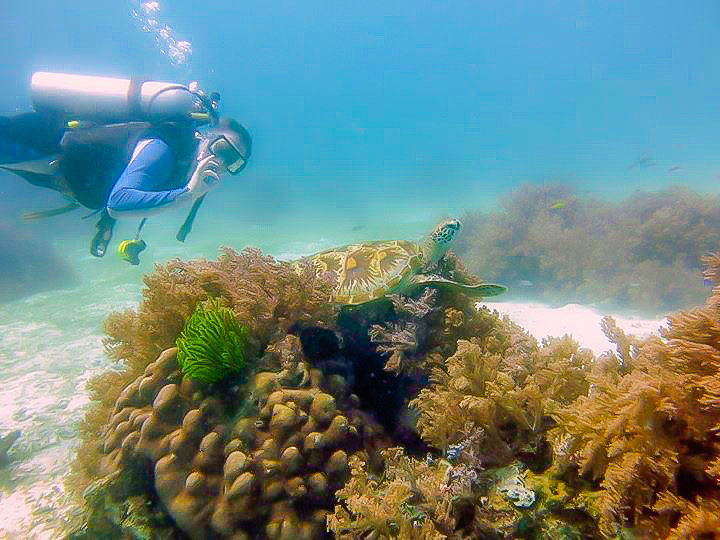 Balicasag Island scuba diving with turtles