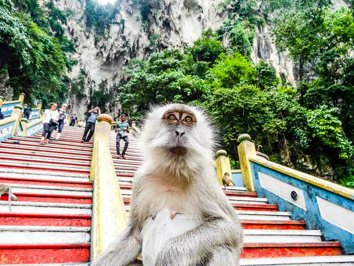 Monkeys at Batu Caves Kuala Lumpur