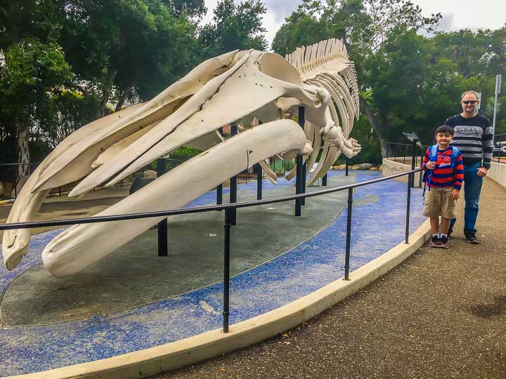 blue whale at Santa Barbara natural history museum