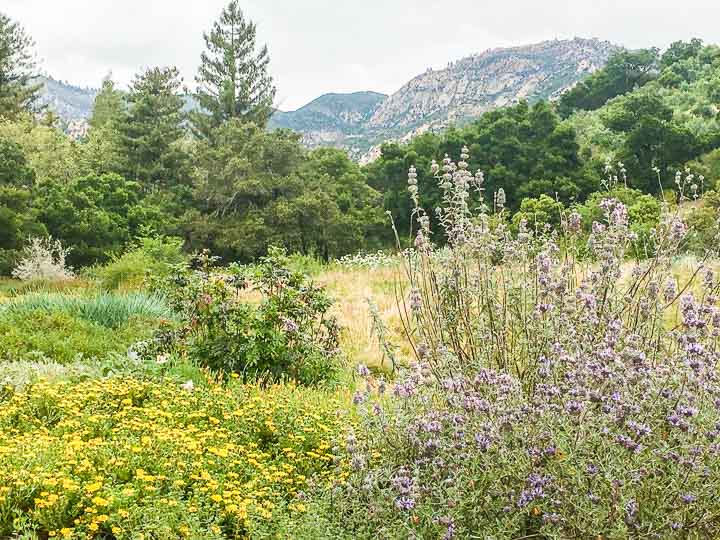 walking around botanical gardens Santa Barbara