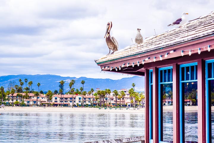 pelicans in Santa Barbara stearns wharf