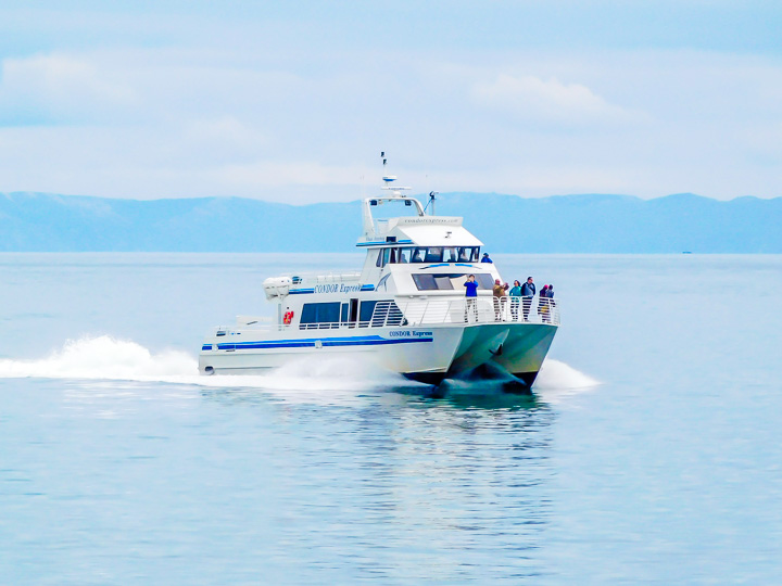 The Condor Express Whale Watching Boat