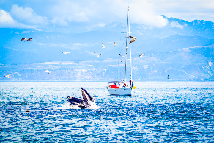 Santa Barbara whale watching on California road trip