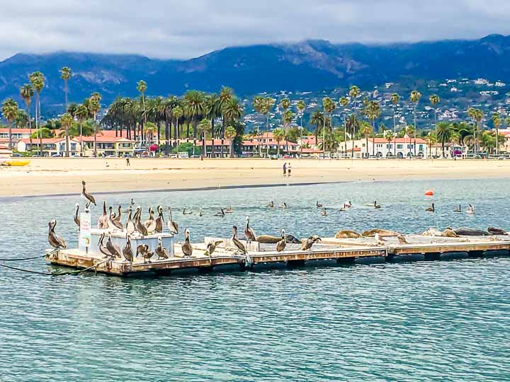 Santa Barbara pelicans and seal lions