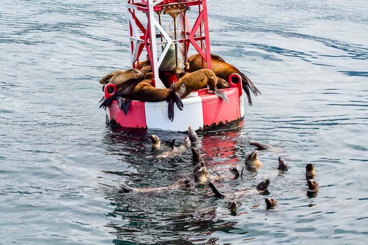 Sea Lions in Santa Barbara