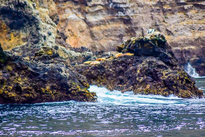 Santa Barbara sea lions