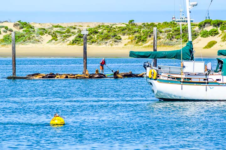 Morro Bay sea lions and paddle boarding