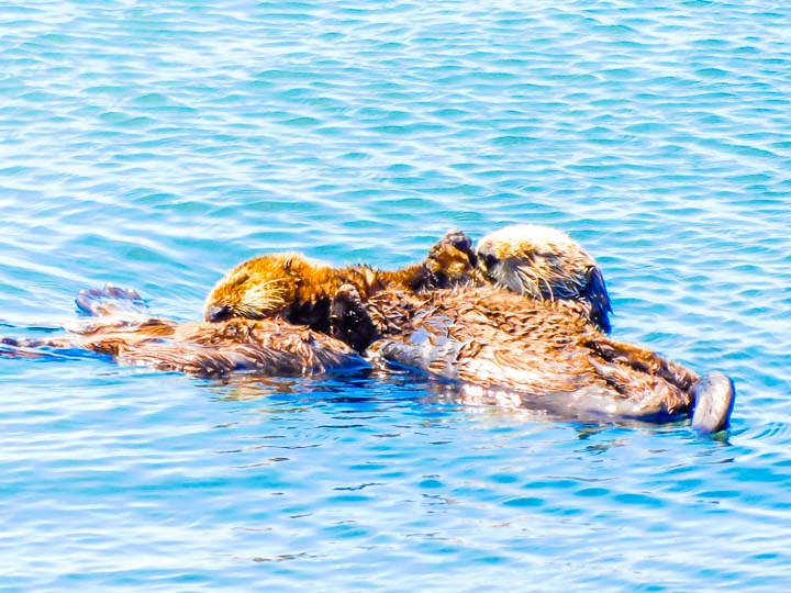 Morro Bay playful sea otters