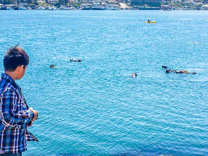 Morro Bay sea otters