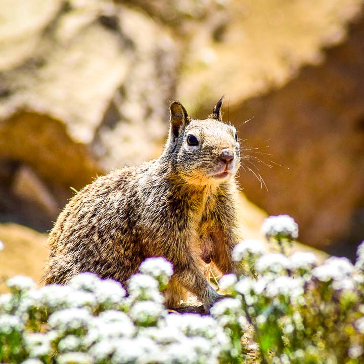 Morro Bay wildlife - squirrels