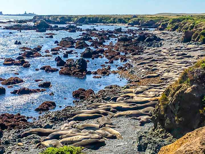 San Simeon little Elephant Seal rookery