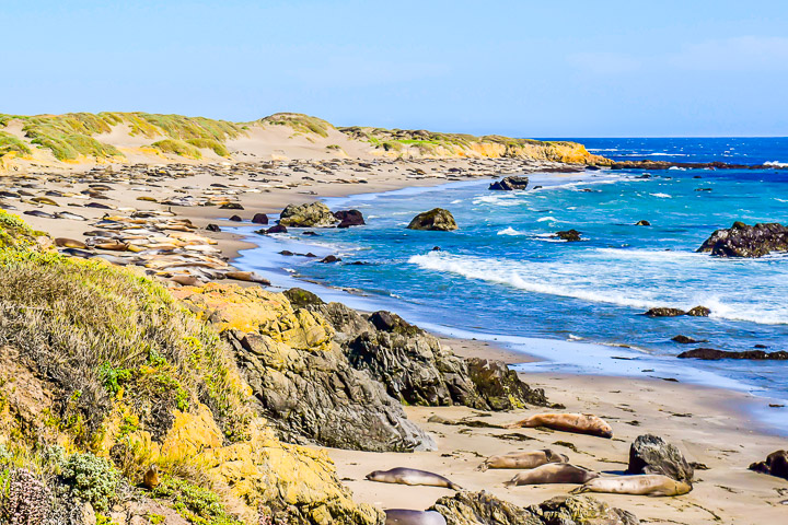 San Simeon Elephant Seals