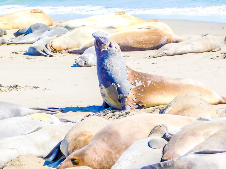 San Simeon big Elephant Seal