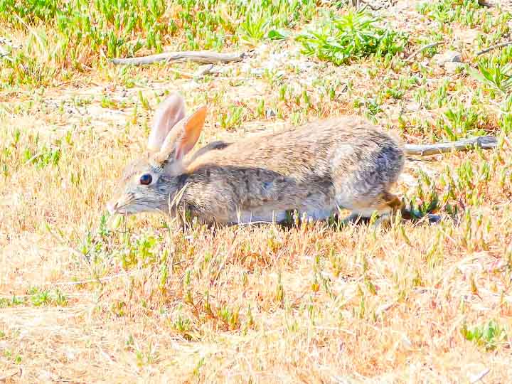 San Simeon Rabbit at the Elephant Seal Rookery