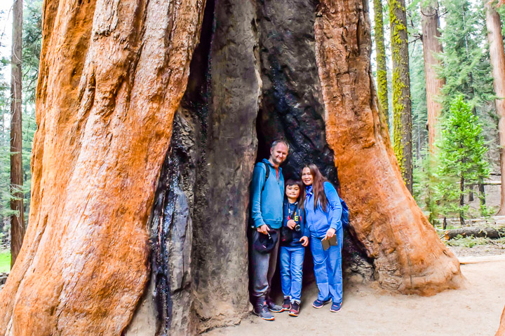 Sequoia National Park large Sequoia Tree
