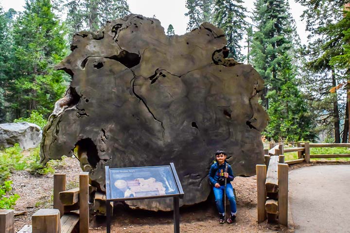 Sequoia National Park Giant Forest