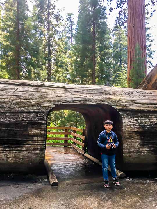 Sequoia National Park Giant Sequioa tunnel