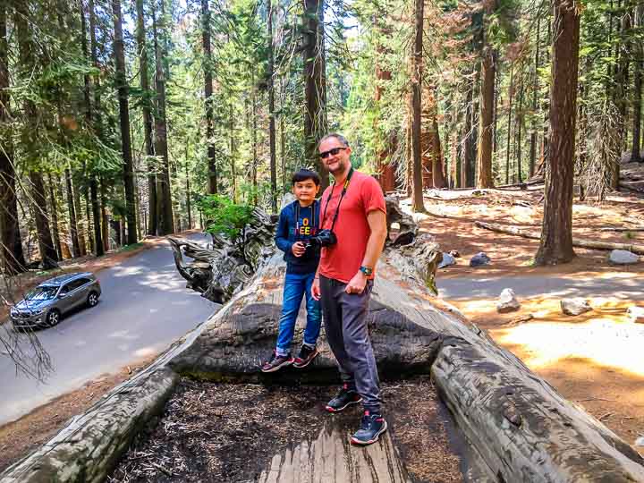 Sequoia National Park Auto Log