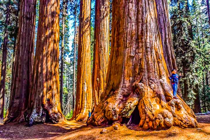 Sequoia National Park sequoia tree grove