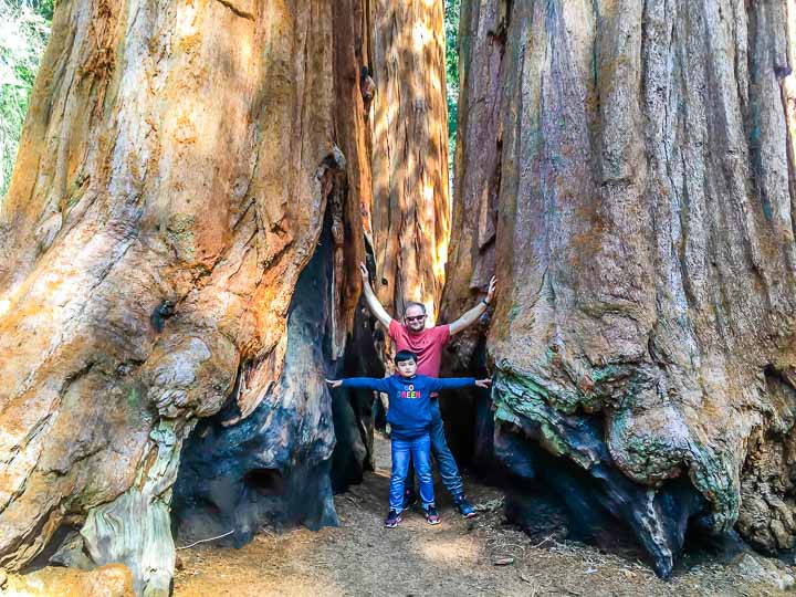 Sequoia National Park Sequoia Grove