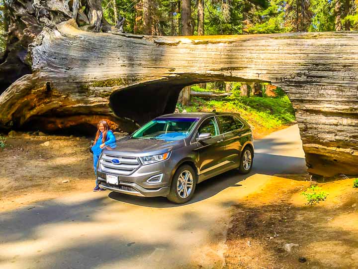 Sequoia National Park Tunnel Log