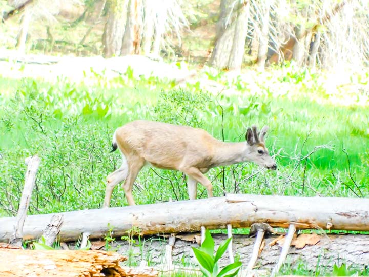 Sequoia National Park Deer in a meadow