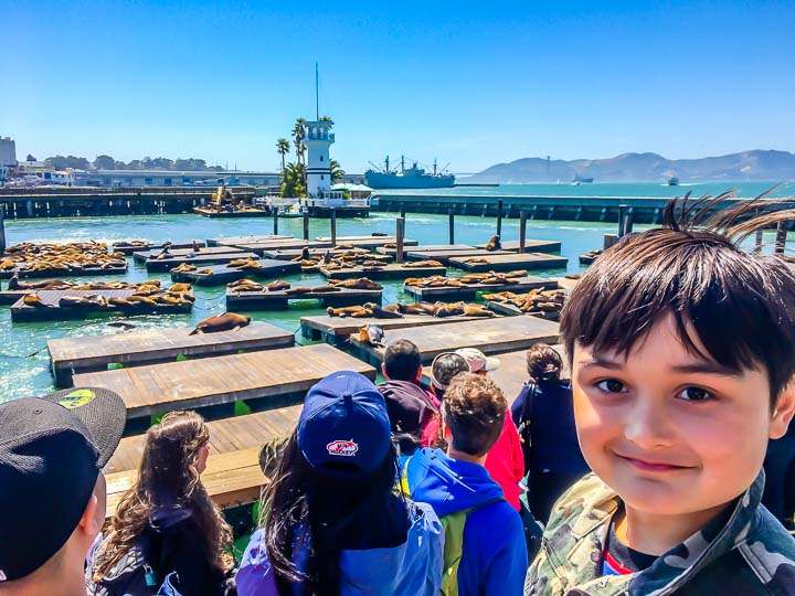 San Francisco Pier 39 seal lions