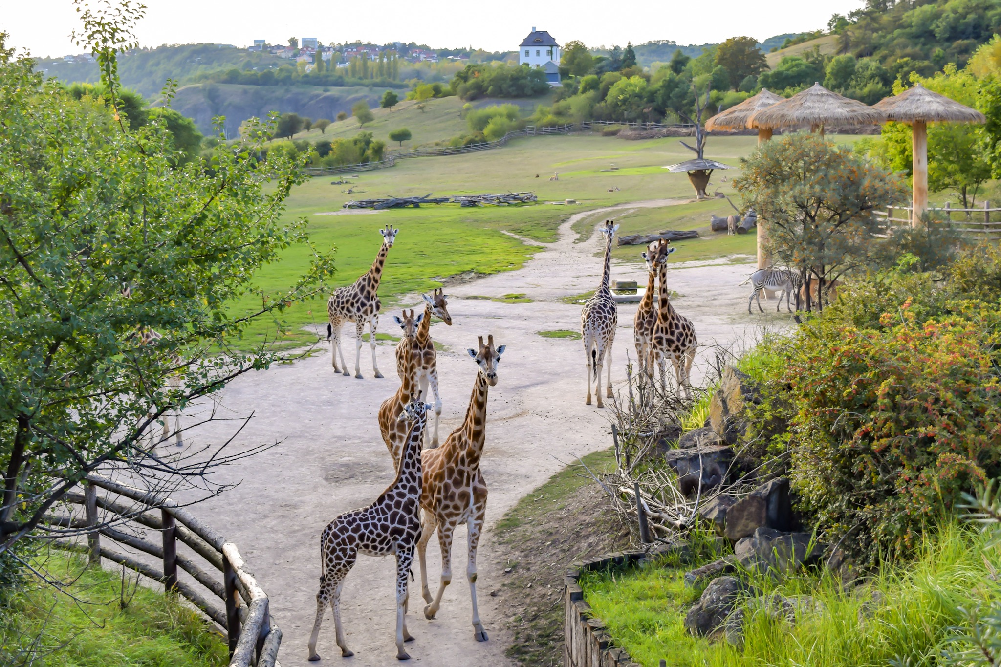 Giraffes at Prague Zoo