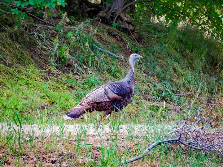 California Road Trip Wildlife spotting wild turkey