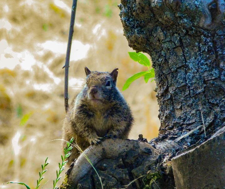 California Road Trip Wildlife - squirrels in squaw valley