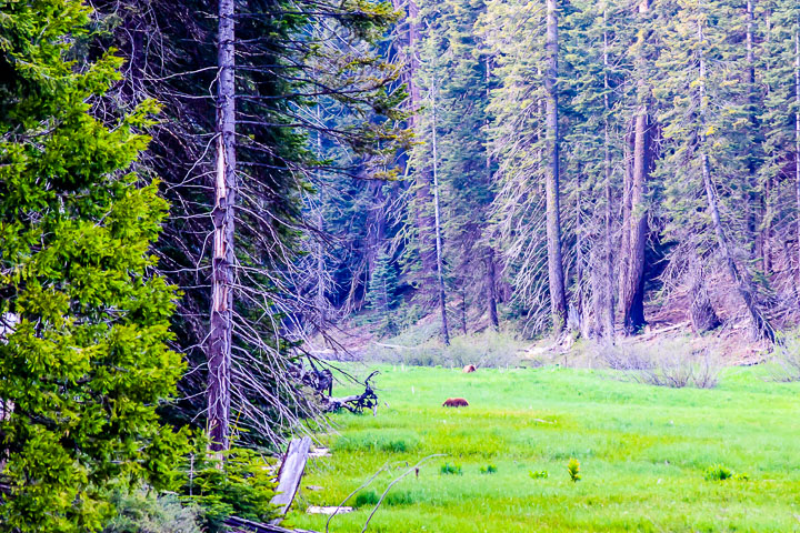 California Road Trip Wildlife Black Bears in sequoia