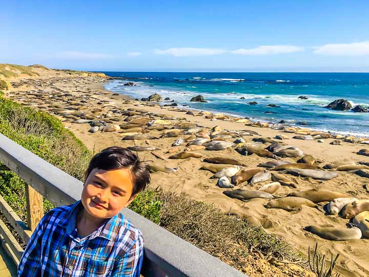 California Road Trip Wildlife spotting san Simeon elephant seals