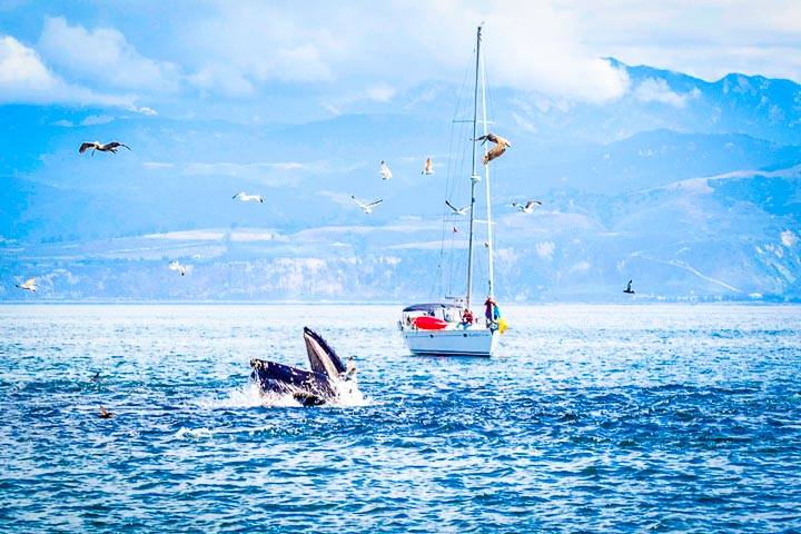 California Road Trip Wildlife spotting Santa Barbara whale watching