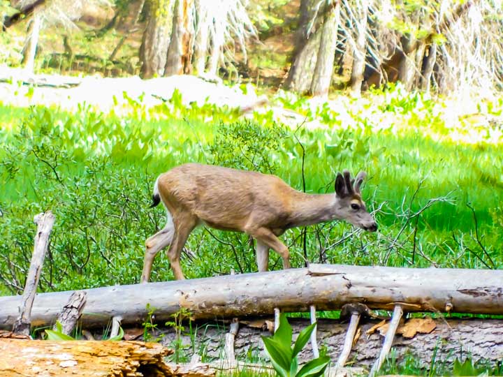 California Road Trip Wildlife spotting wild deer