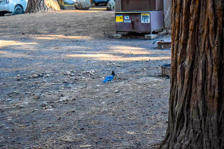 blue jay in housekeeping camp