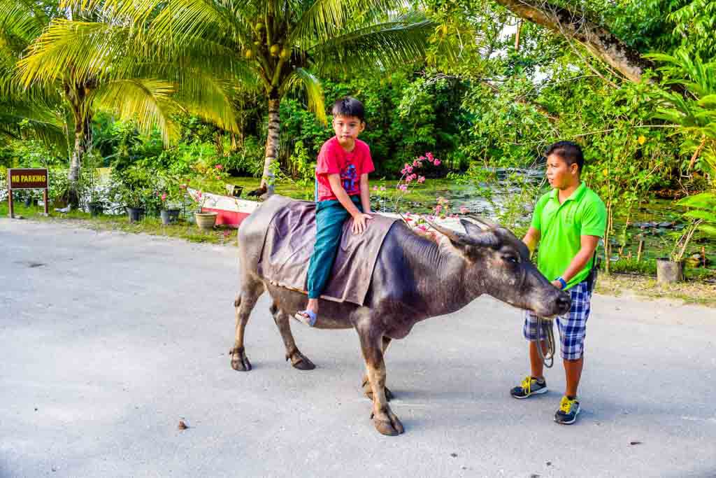 Things to do in Bohol Loboc River Resort caribou riding