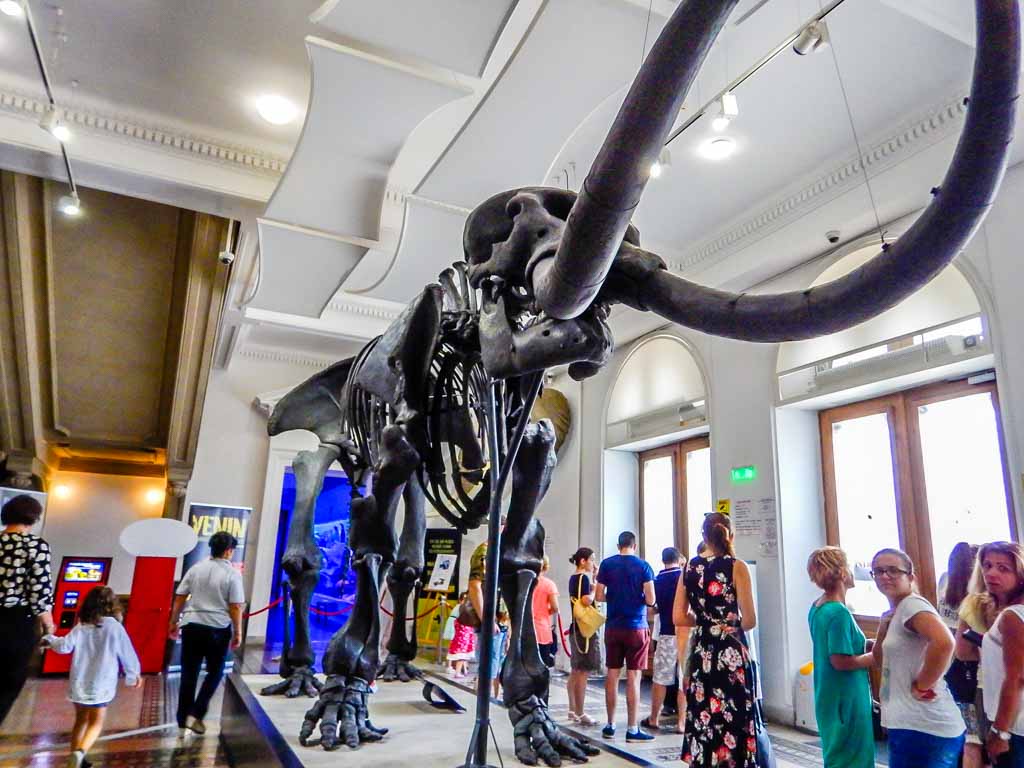 things to do in bucharest natural history museum entrance