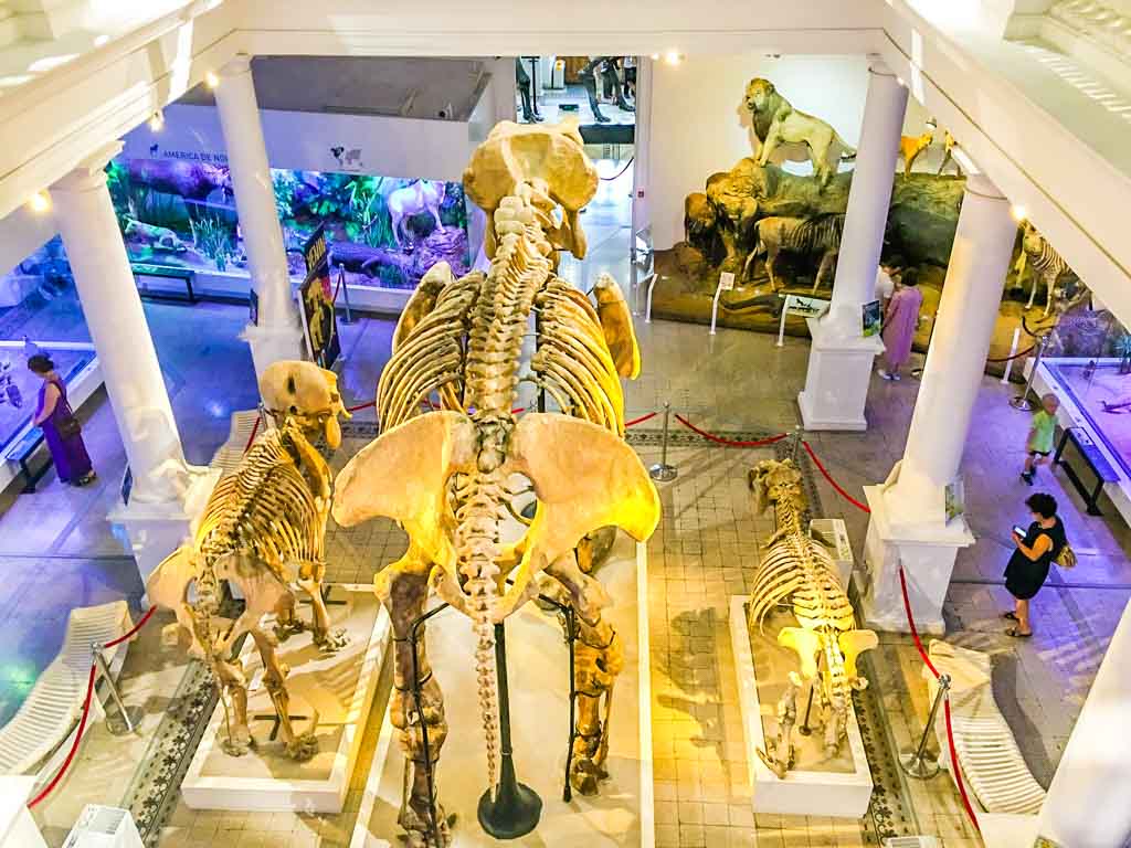 things to do in bucharest natural history museum top floor skeletons