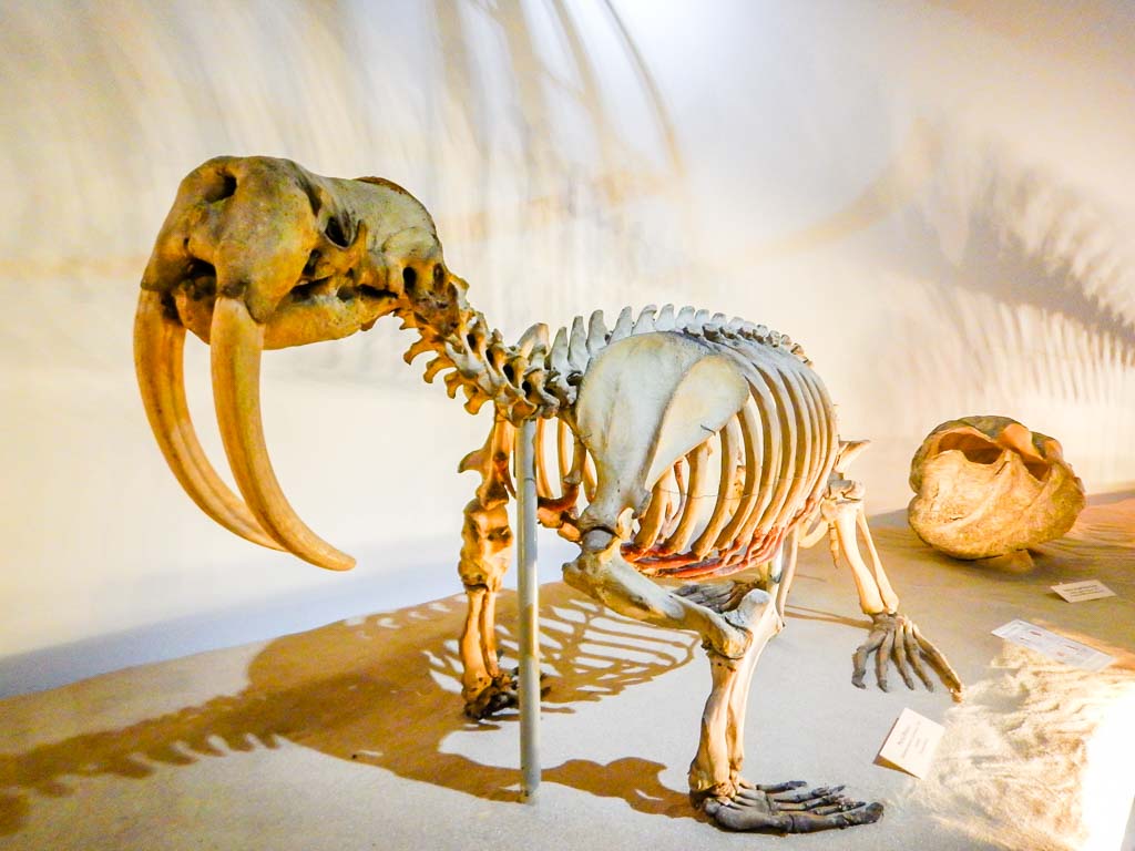 things to do in bucharest natural history museum walrus skeleton