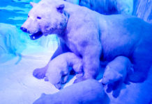 things to do in bucharest natural history museum polar bear