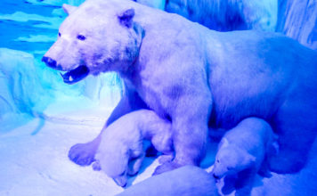 things to do in bucharest natural history museum polar bear