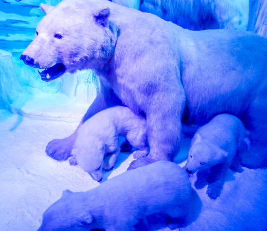 things to do in bucharest natural history museum polar bear