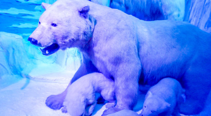 things to do in bucharest natural history museum polar bear