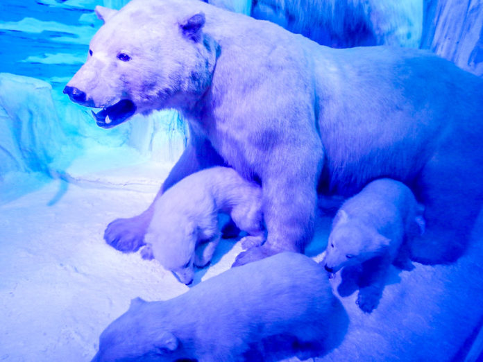 things to do in bucharest natural history museum polar bear